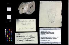Foto (Objekt + Etikett) von Mesogalathea striata (Remeš, 1895)  (NHMW-GEO-1990-0041-3132)